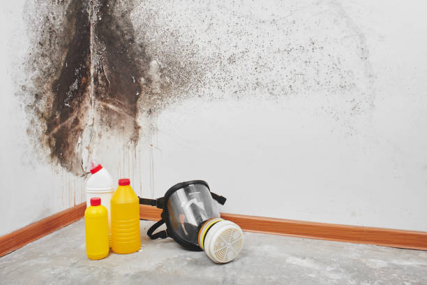 Office Mold Removal Services in Yale, MI