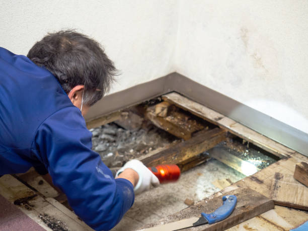 Best Attic Mold Removal  in Yale, MI