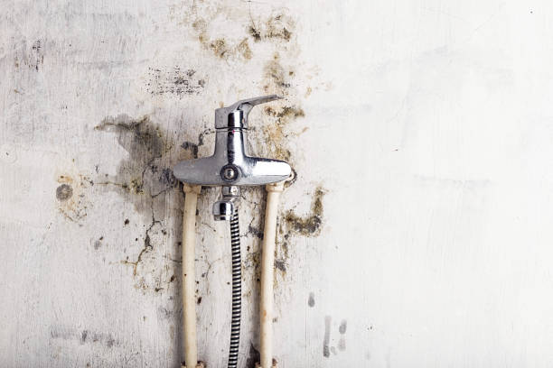 Best Best Mold Removal Companies  in Yale, MI