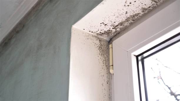 Professional Mold Removal in Yale, MI