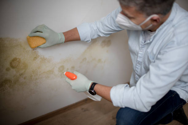 Best Mold Testing  in Yale, MI