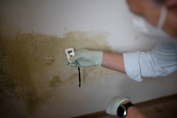 Best Professional Mold Removal  in Yale, MI