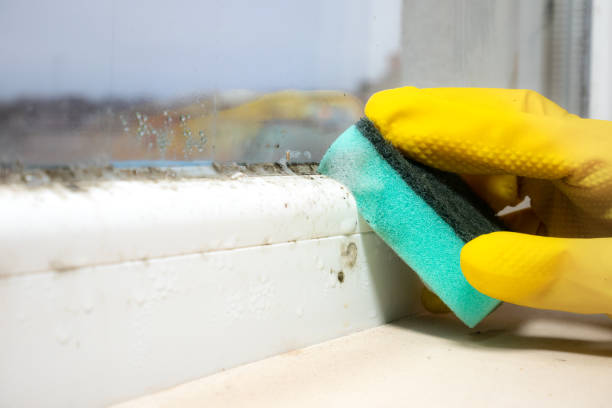 Best Residential Mold Removal  in Yale, MI