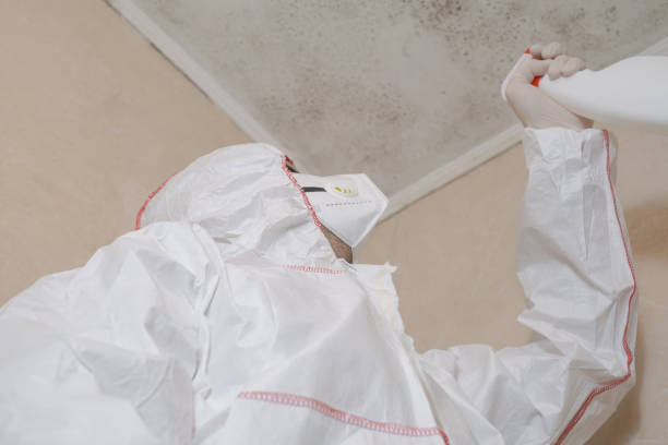 Best Mold Damage Repair  in Yale, MI