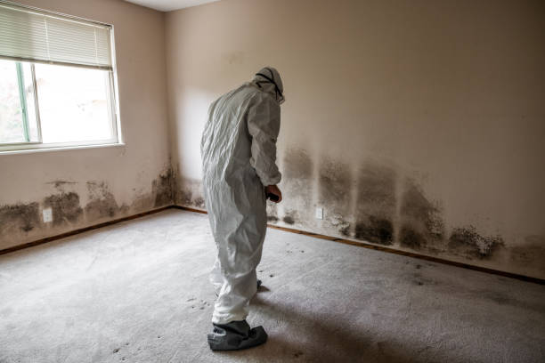 Best Office Mold Removal Services  in Yale, MI