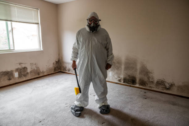 Best Local Mold Removal Service  in Yale, MI